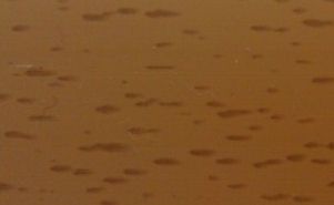 Угол арочный 25х12x2700мм бук