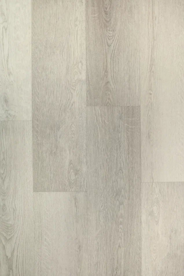 Дуб Виллем/Oak Willem